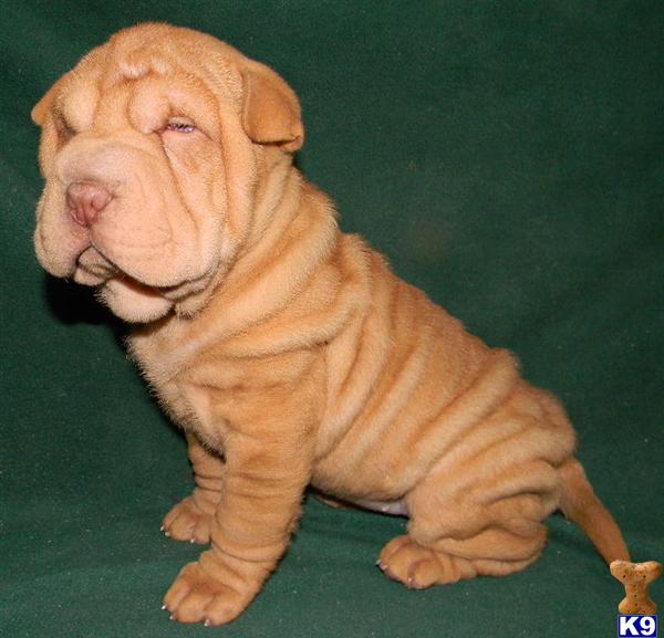 Chinese Shar-Pei Puppies